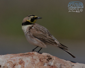 2015-05-10 Two Days At Antelope Island