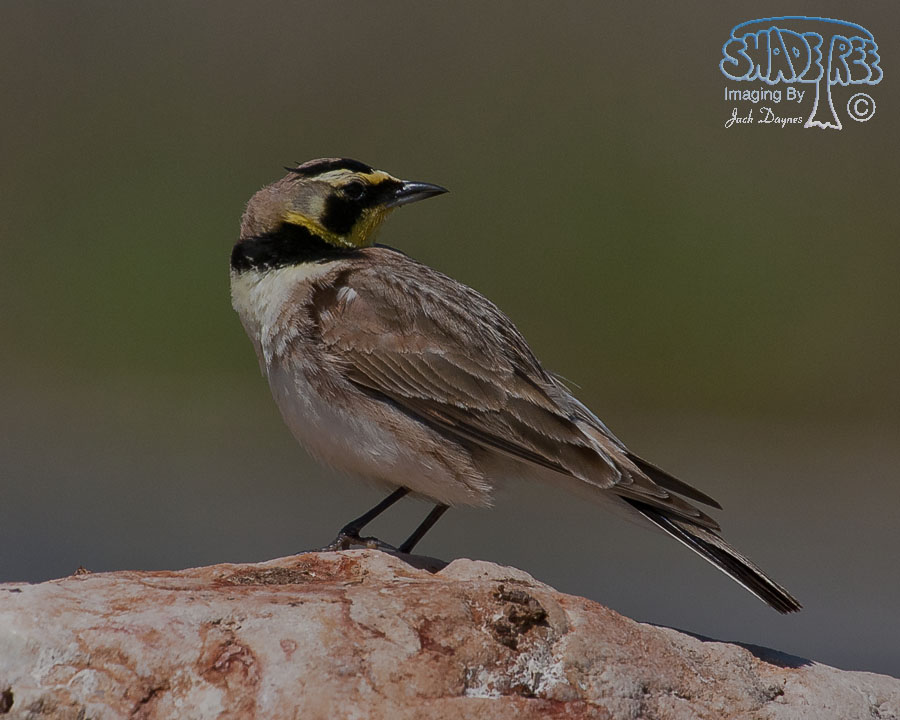 Horned Lark - Eremophila alpestris