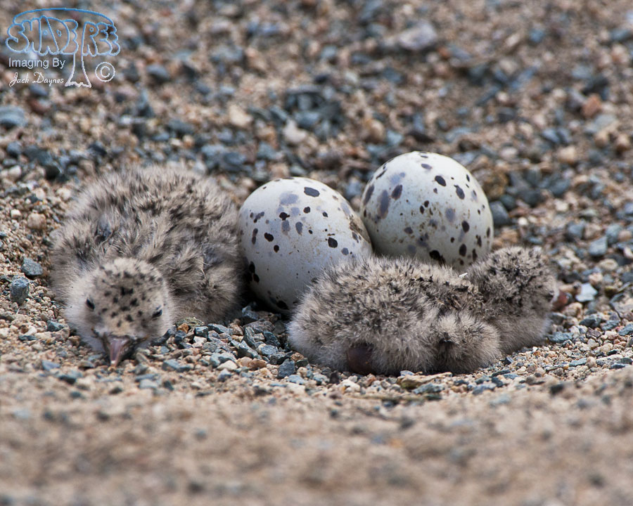 Black Skimmer - Rynchops niger