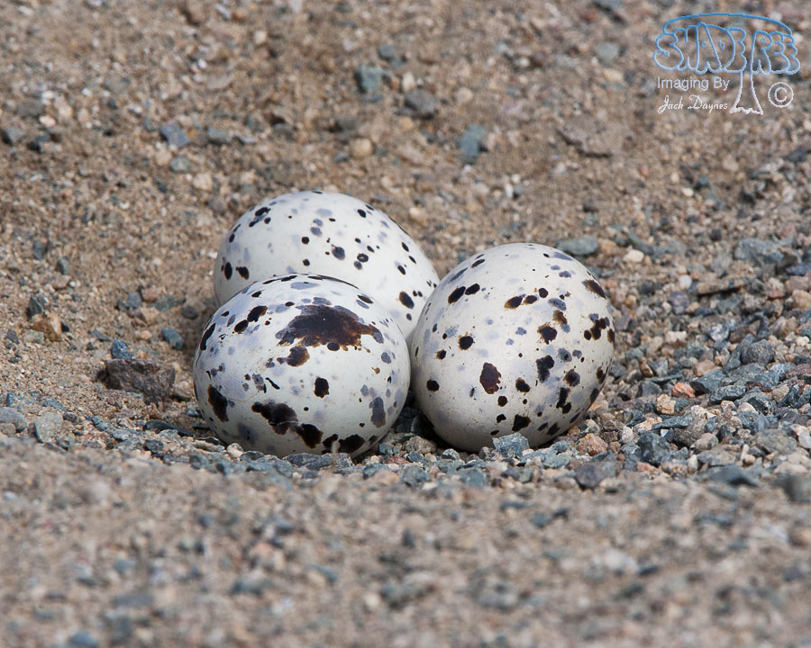 Black Skimmer - Rynchops niger