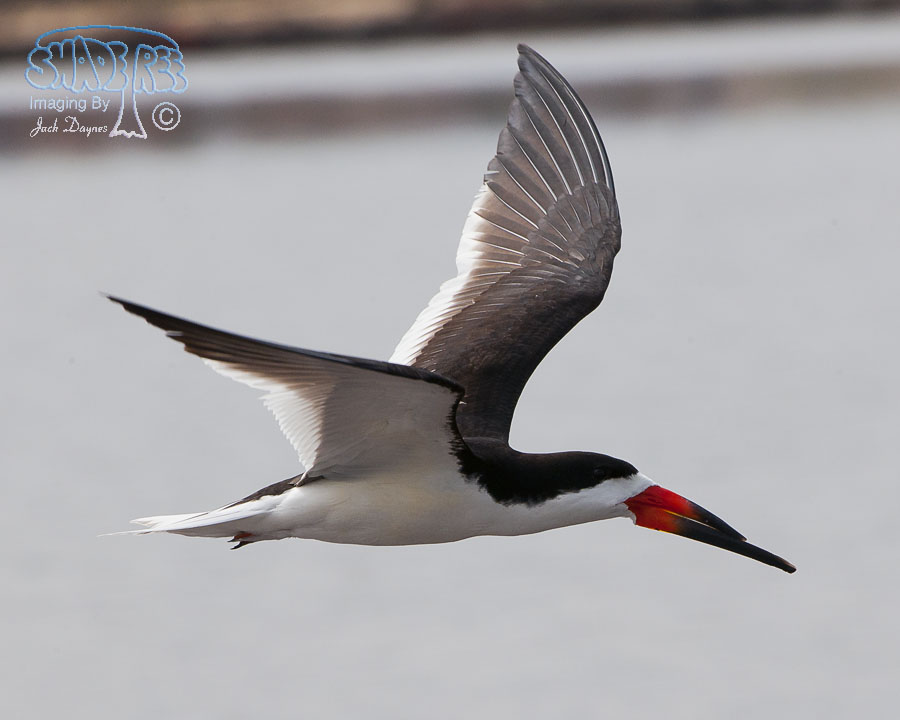 Black Skimmer - Rynchops niger