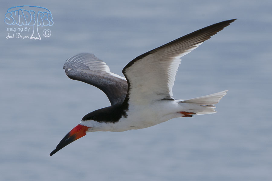 Black Skimmer - Rynchops niger