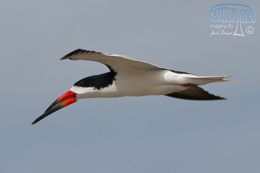 Black Skimmer - Rynchops niger
