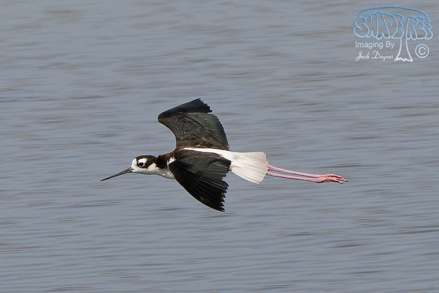 Black-Necked Stilt - Himantopus mexicanus