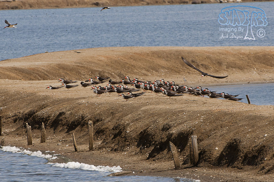Black Skimmer - Rynchops niger