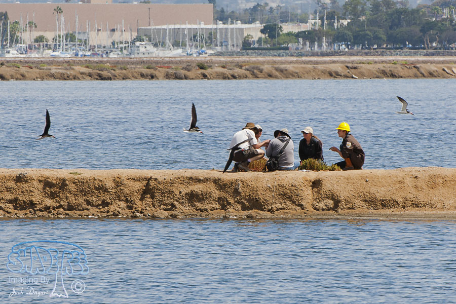Biologists at Work - n/a