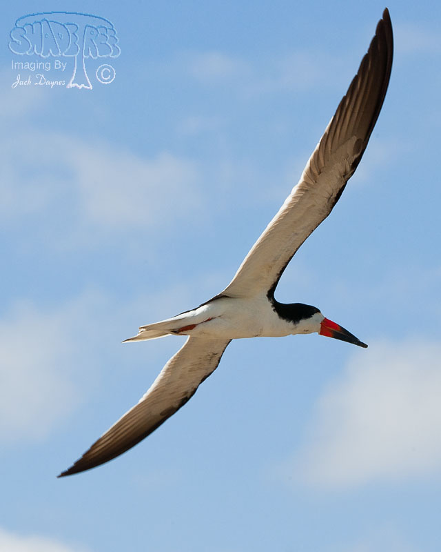 Black Skimmer - Rynchops niger