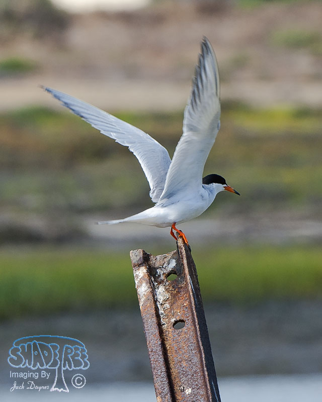 Forster's Tern - Sterna forsteri