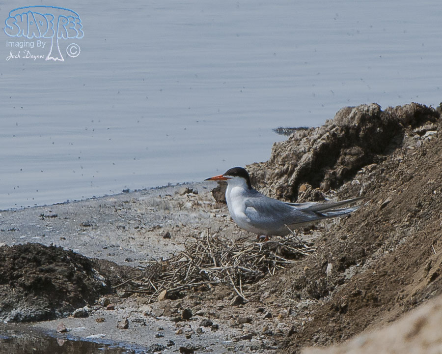 Forster's Tern - Sterna forsteri