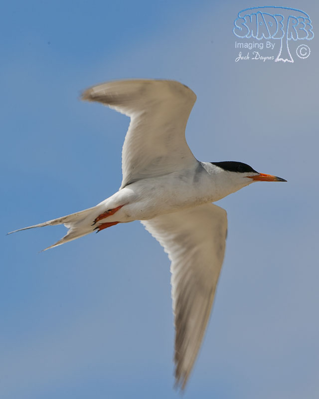 Forster's Tern - Sterna forsteri