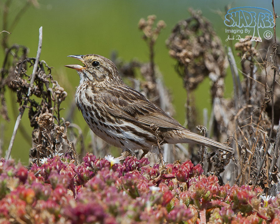 Savannah Sparrow - Passerculus sandwichensis