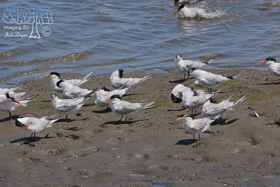 Elegant Tern - Thalasseus elegans