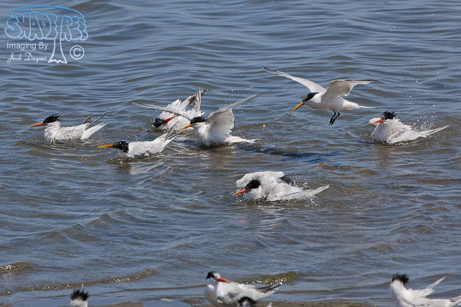 Elegant Tern - Thalasseus elegans