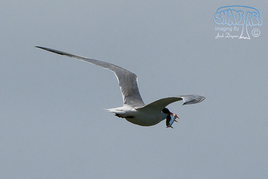 Elegant Tern - Thalasseus elegans