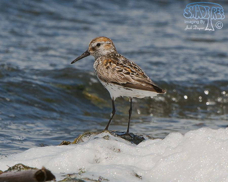 Western Sandpiper - Calidris mauri
