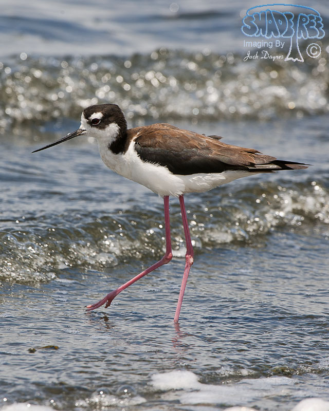 Black-Necked Stilt - Himantopus mexicanus