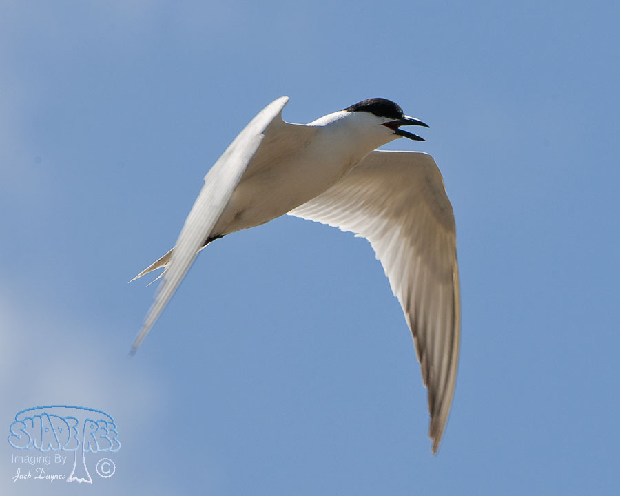 Gull-Billed Tern - Gelochelidon nilotica