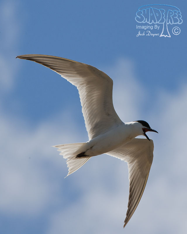 Gull-Billed Tern - Gelochelidon nilotica