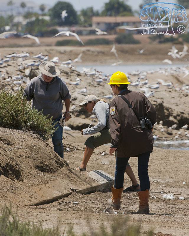 Biologists at Work - n/a