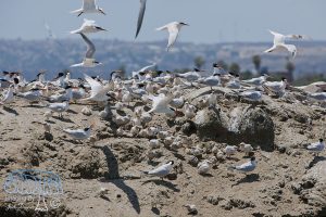 2015-07-08 Saltworks