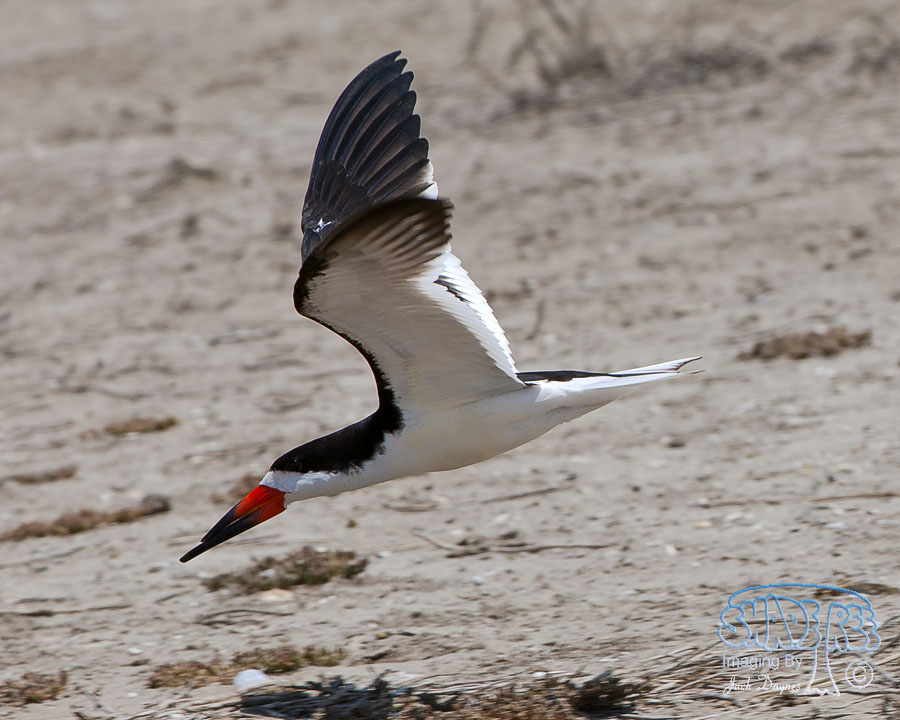 Black Skimmer - Rynchops niger