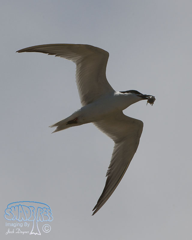 Gull-Billed Tern - Gelochelidon nilotica