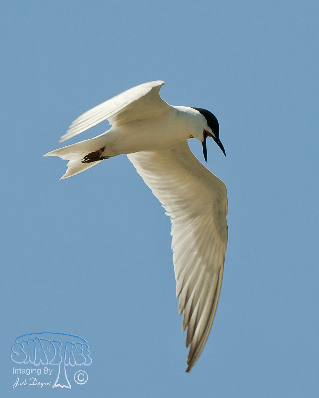 Gull-Billed Tern - Gelochelidon nilotica