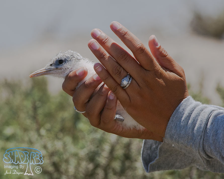 Elegant Tern - Thalasseus elegans