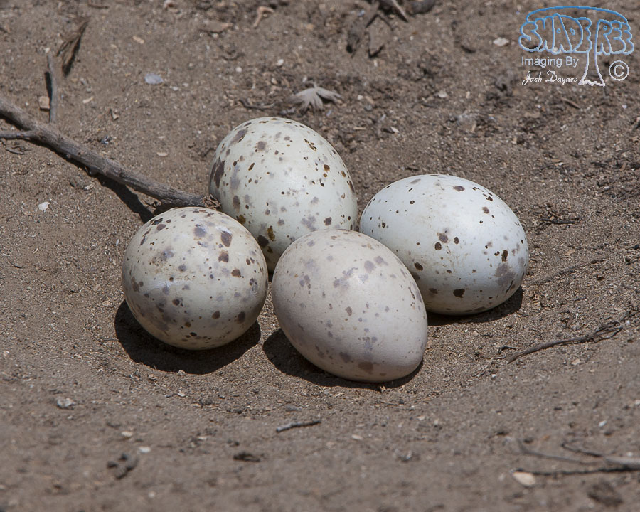 Black Skimmer - Rynchops niger