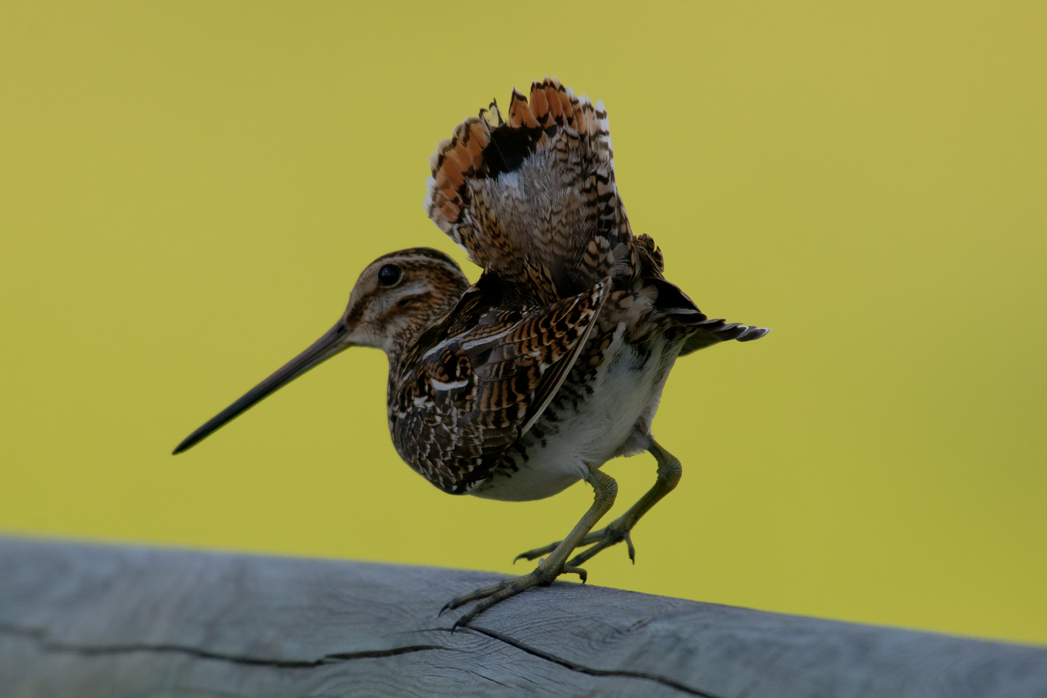 Wilson's Snipe - Gallinago delicata