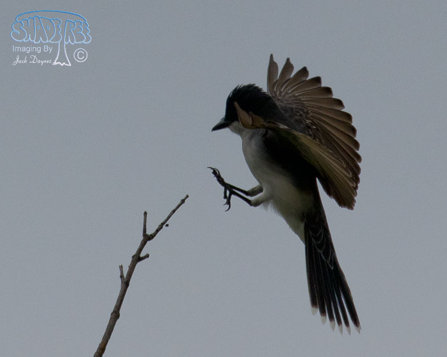 Eastern Kingbird - Tyrannus tyrannus