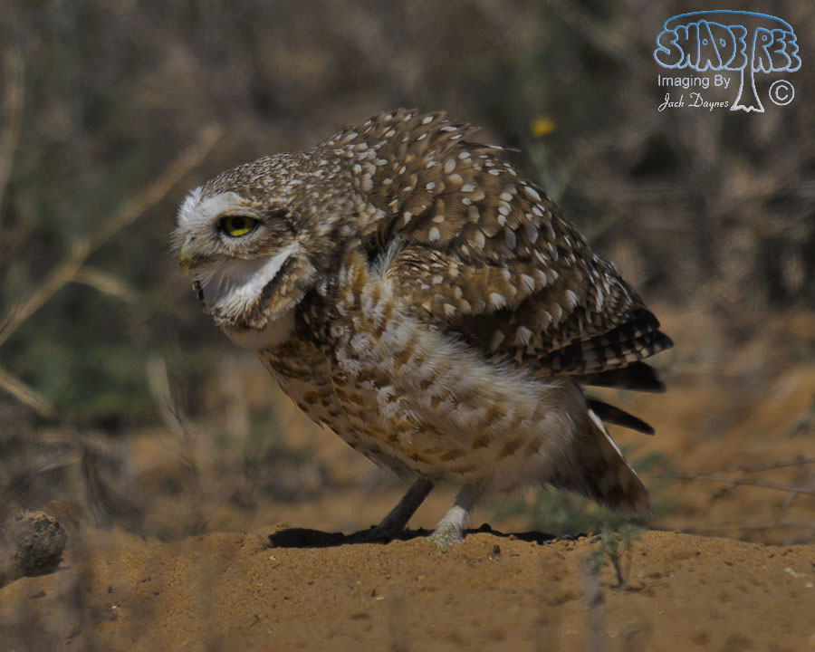 Burrowing Owl - Athene cunicularia