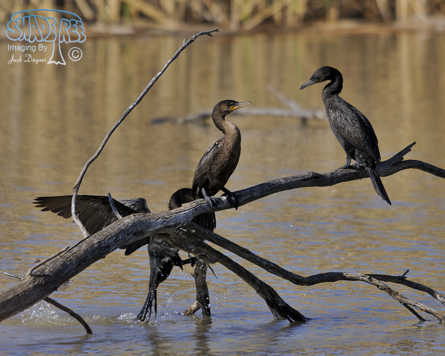 Neotropic Cormorant - Phalacrocorax brasilianus