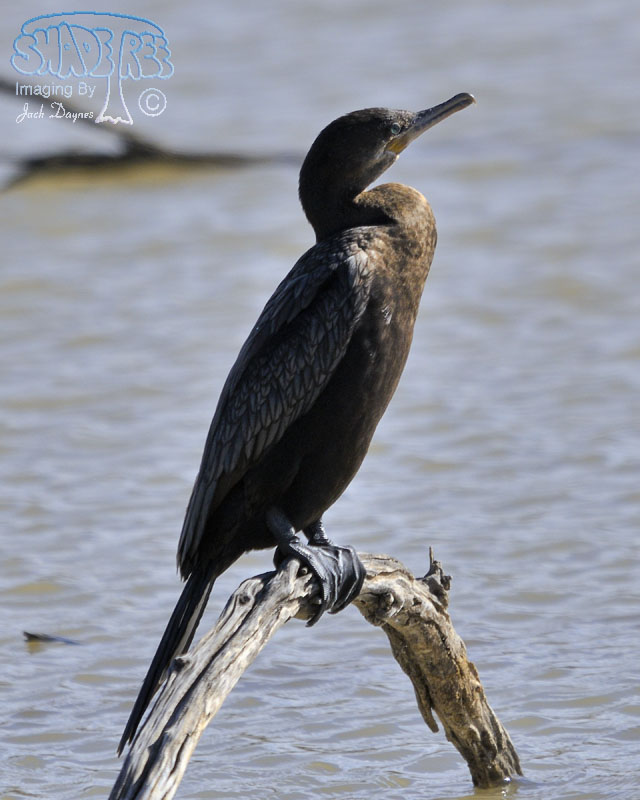 Neotropic Cormorant - Phalacrocorax brasilianus