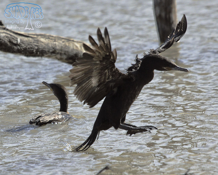 Neotropic Cormorant - Phalacrocorax brasilianus