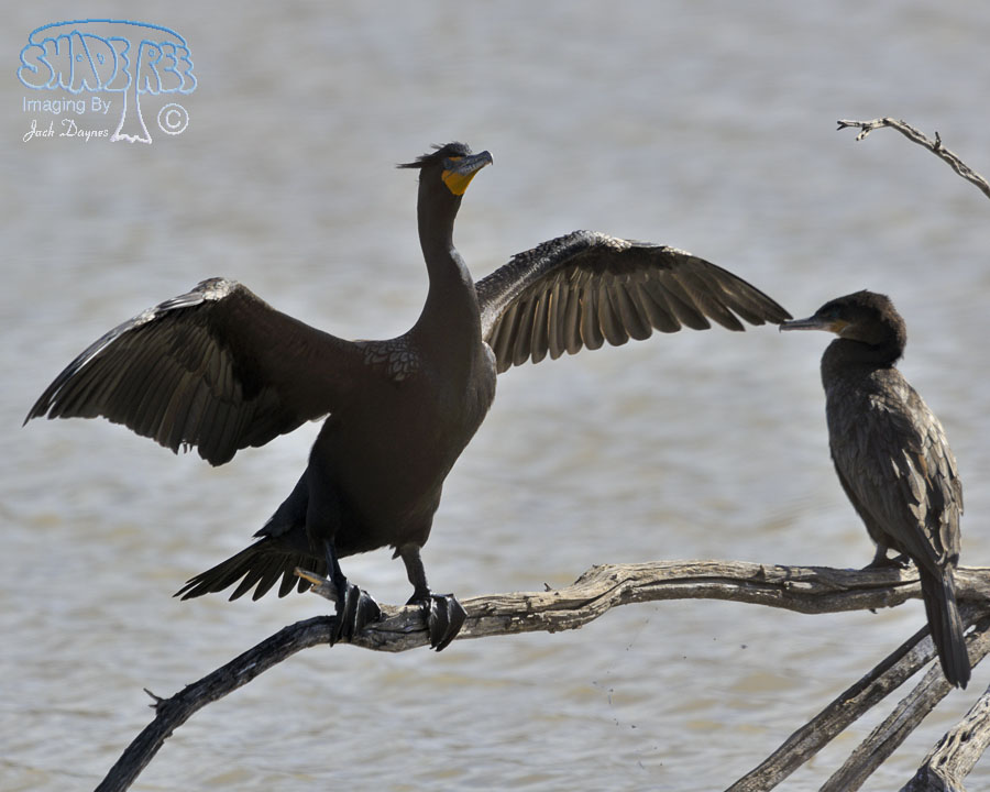 Double-Crested Cormorant - Phalacrocorax auritus