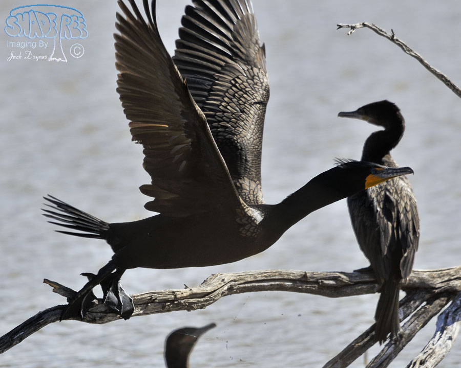 Double-Crested Cormorant - Phalacrocorax auritus