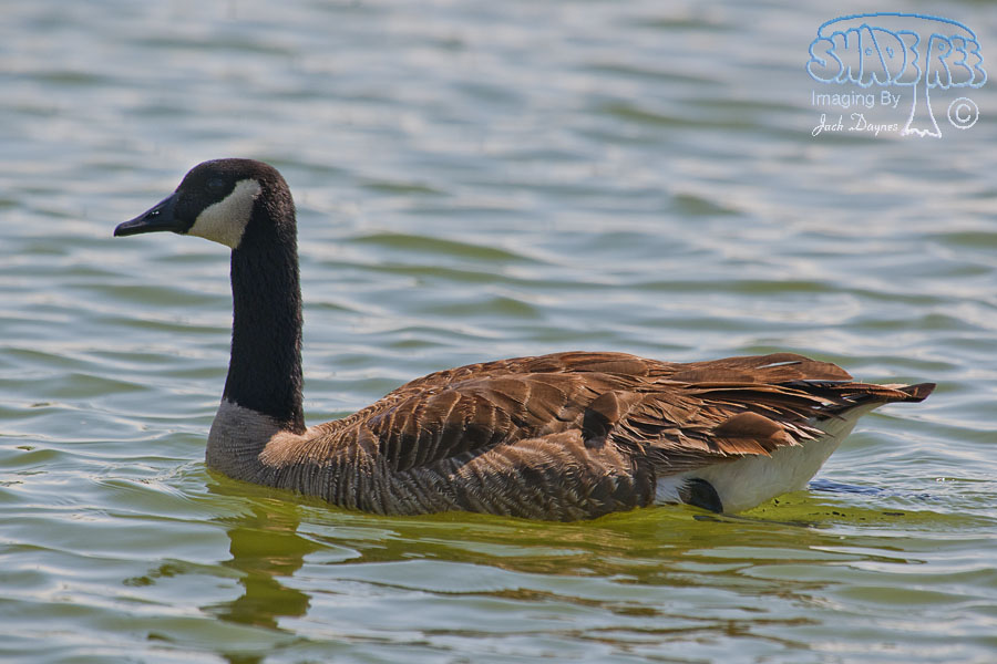 Canada Goose - Branta canadensis