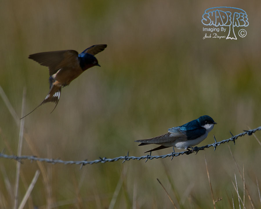 Tree Swallow - Tachycineta bicolor