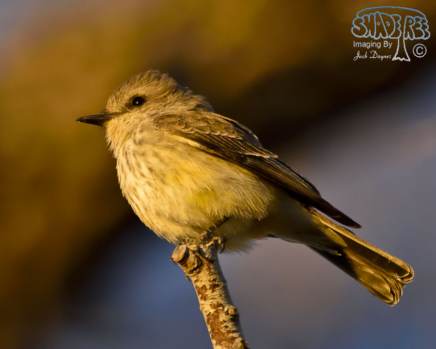 Vermilion Flycatcher - Pyrocephalus rubinus