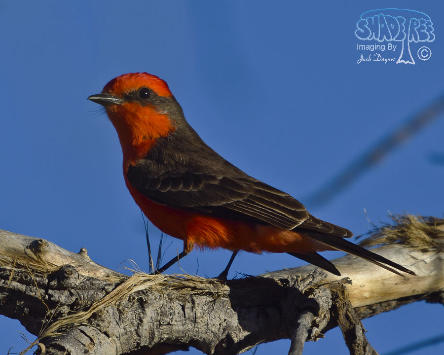 Vermilion Flycatcher - Pyrocephalus rubinus