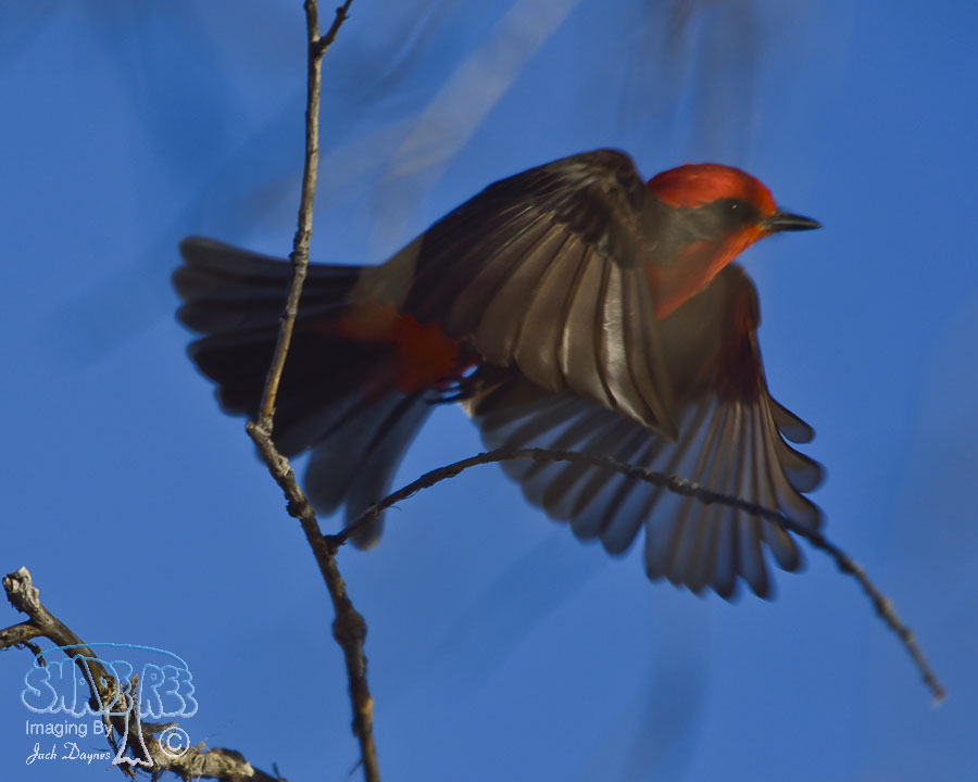 Vermilion Flycatcher - Pyrocephalus rubinus