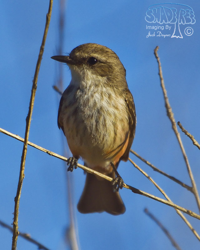 Vermilion Flycatcher - Pyrocephalus rubinus