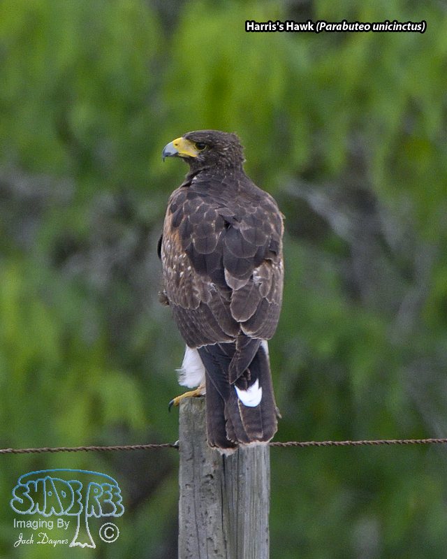 Harris's Hawk - Parabuteo unicinctus