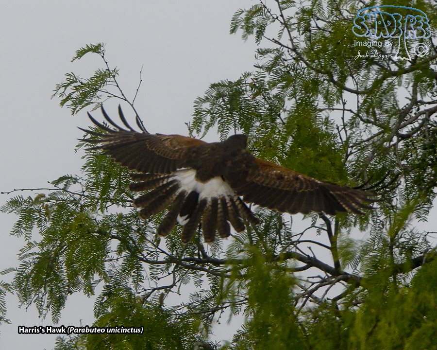 Harris's Hawk - Parabuteo unicinctus