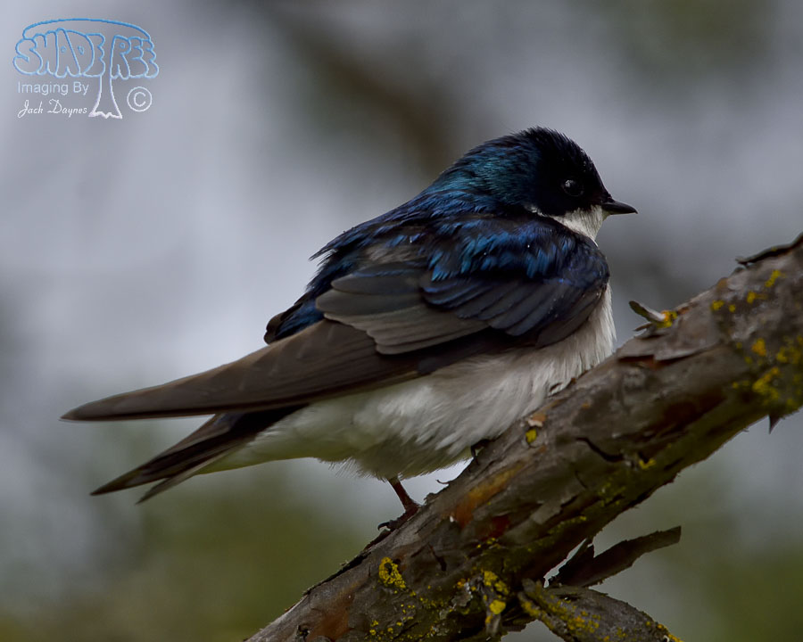 Tree Swallow - Tachycineta bicolor