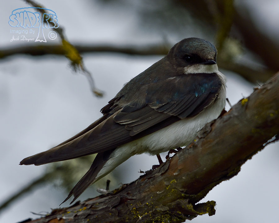 Tree Swallow - Tachycineta bicolor