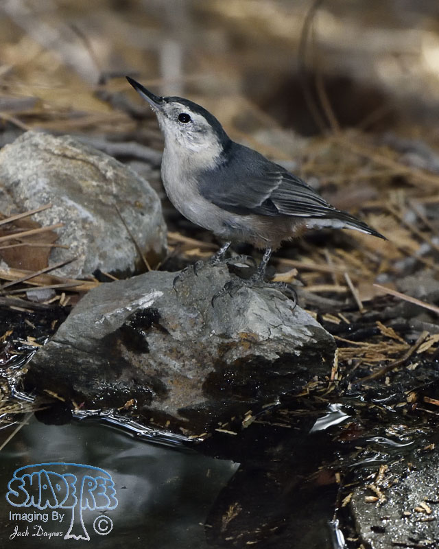 White-Breasted Nuthatch - Sitta carolinensis