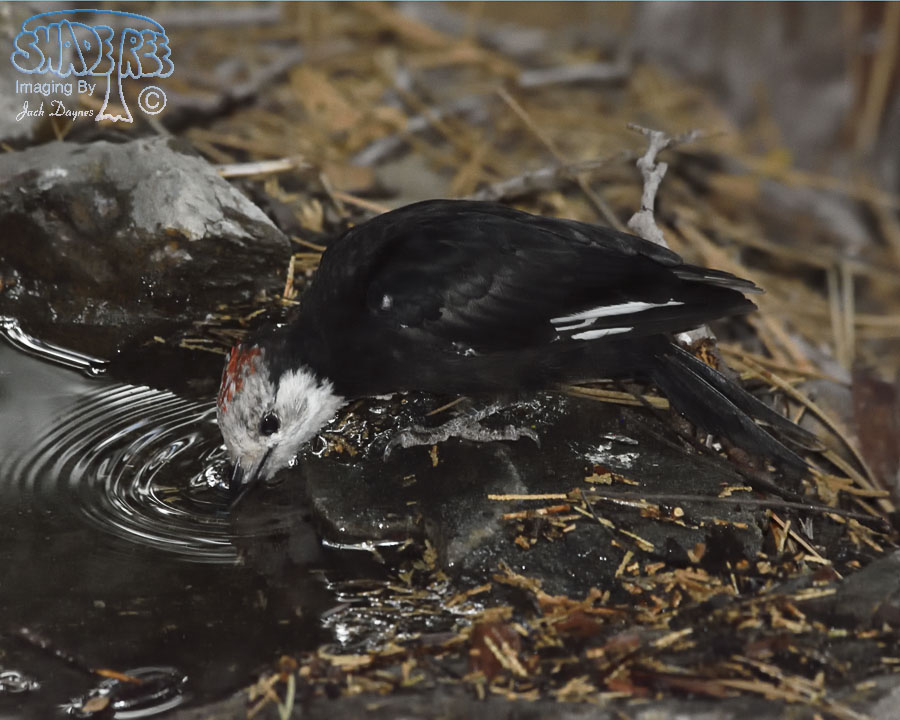 White-Headed Woodpecker - Leuconotopicus albolarvatus
