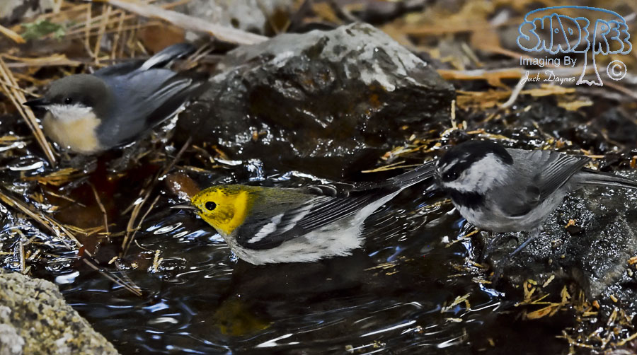 Hermit Warbler - Setophaga occidentalis